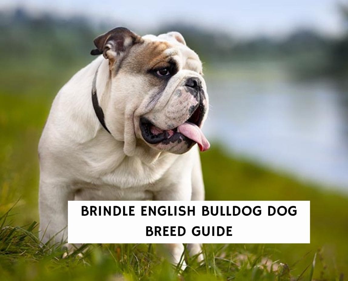 english bulldog colors brindle