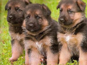 4 Best German Shepherd Breeders in Ohio!