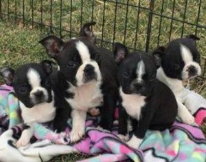 8 Best Boston Terrier Breeders in Illinois! (2023) - We Love Doodles