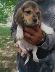 5 Best Beagle Breeders In Illinois 2021 We Love Doodles