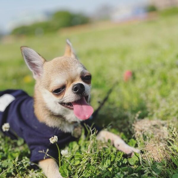 6 Best Chihuahua Breeders in Pennsylvania!