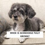 When is Schnoodle Full Grown?