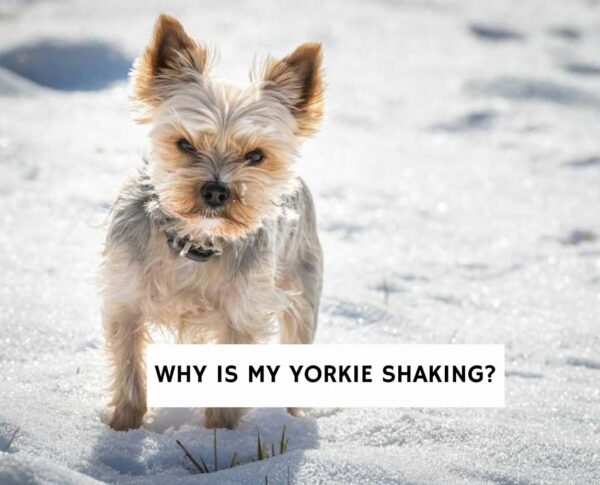 Why is My Yorkie Shaking? - We Love Doodles