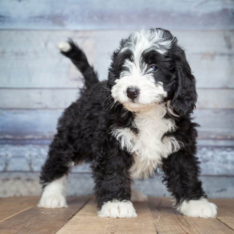 Are Bernedoodles Hypoallergenic? (2021) - We Love Doodles