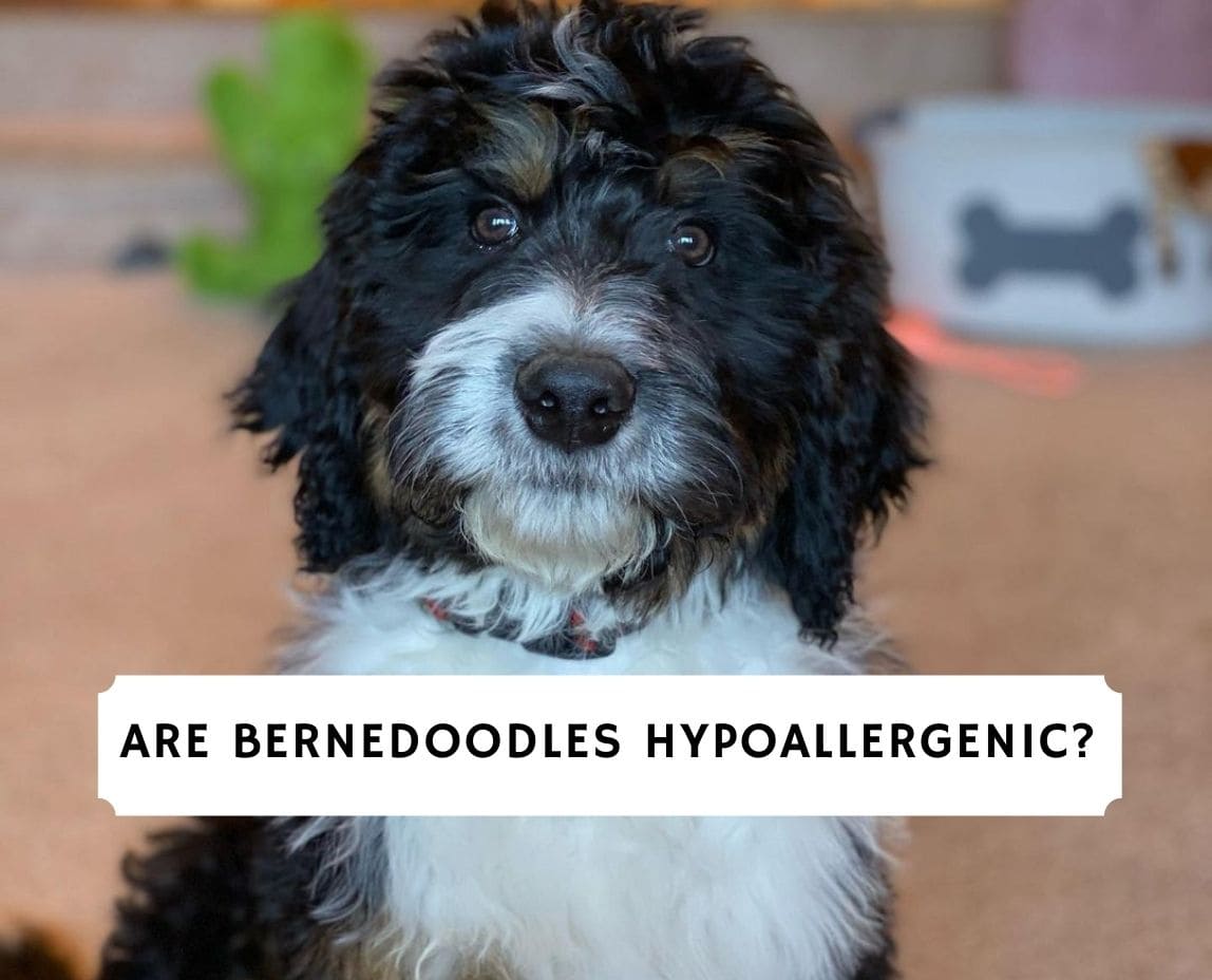 are bernedoodle hypoallergenic