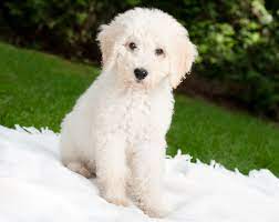 Is a Cockapoo Right For You