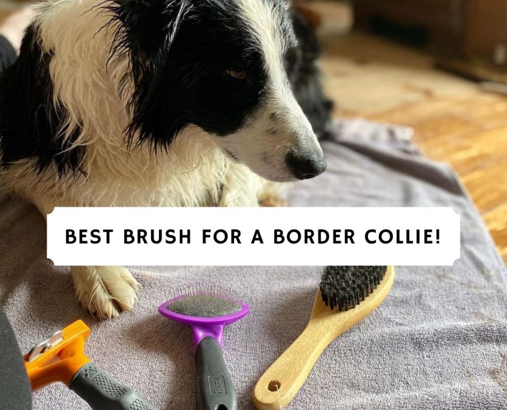 Border collie clearance brush