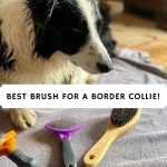 Best Brush for a Border collie