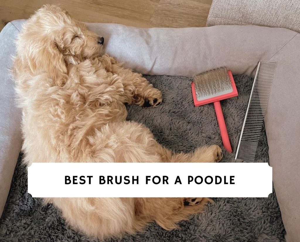 Poodle 2024 brush type