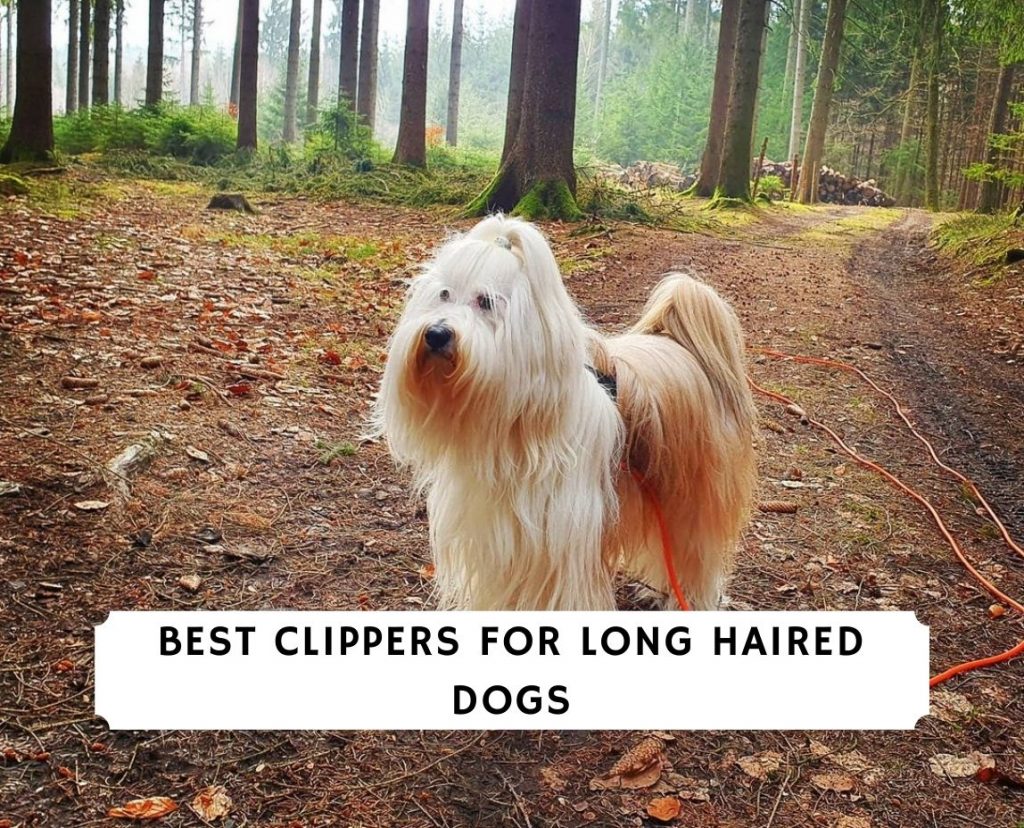 Best Clippers for Long Haired Dogs