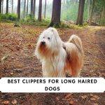 Best Clippers for Long Haired Dogs