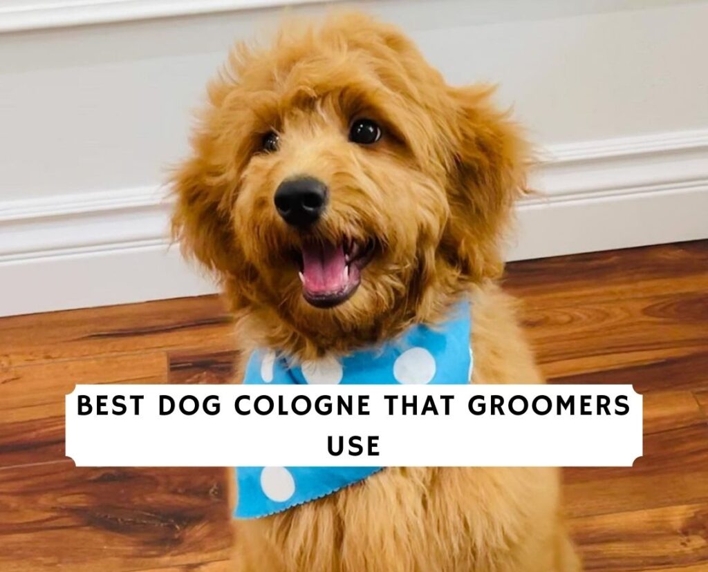 what does a dog groomer earn