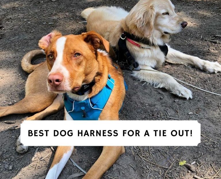 Best Dog Harness for a Tie out