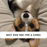 Best dog Bed for a Corgi