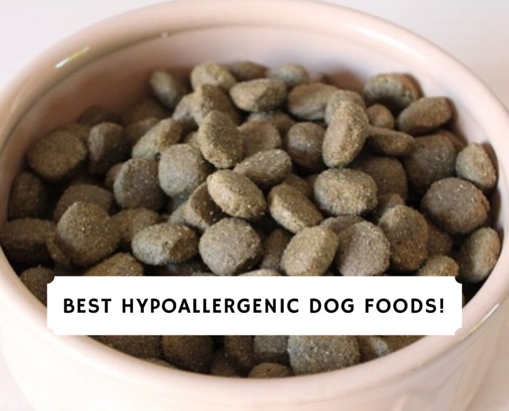 6 Best Hypoallergenic Dog Foods! (2024) We Love Doodles