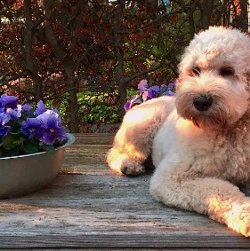 Blonde Labradoodle Size