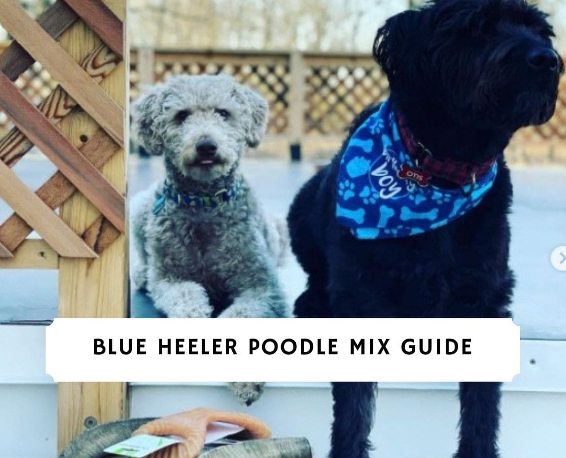 Blue Heeler Poodle Mix