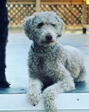 Cattle dog best sale poodle mix