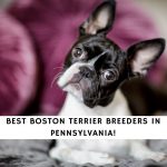 Boston Terrier Breeders in Pennsylvania