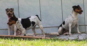 are there terriers born without tails