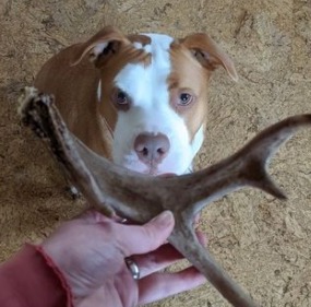 are old antlers good for dogs