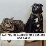Can You Be Allergic to Dogs and Not Cats
