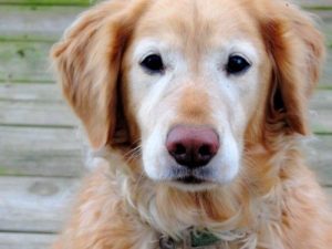 do golden retrievers noses turn pink