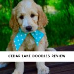Cedar Lake Doodles