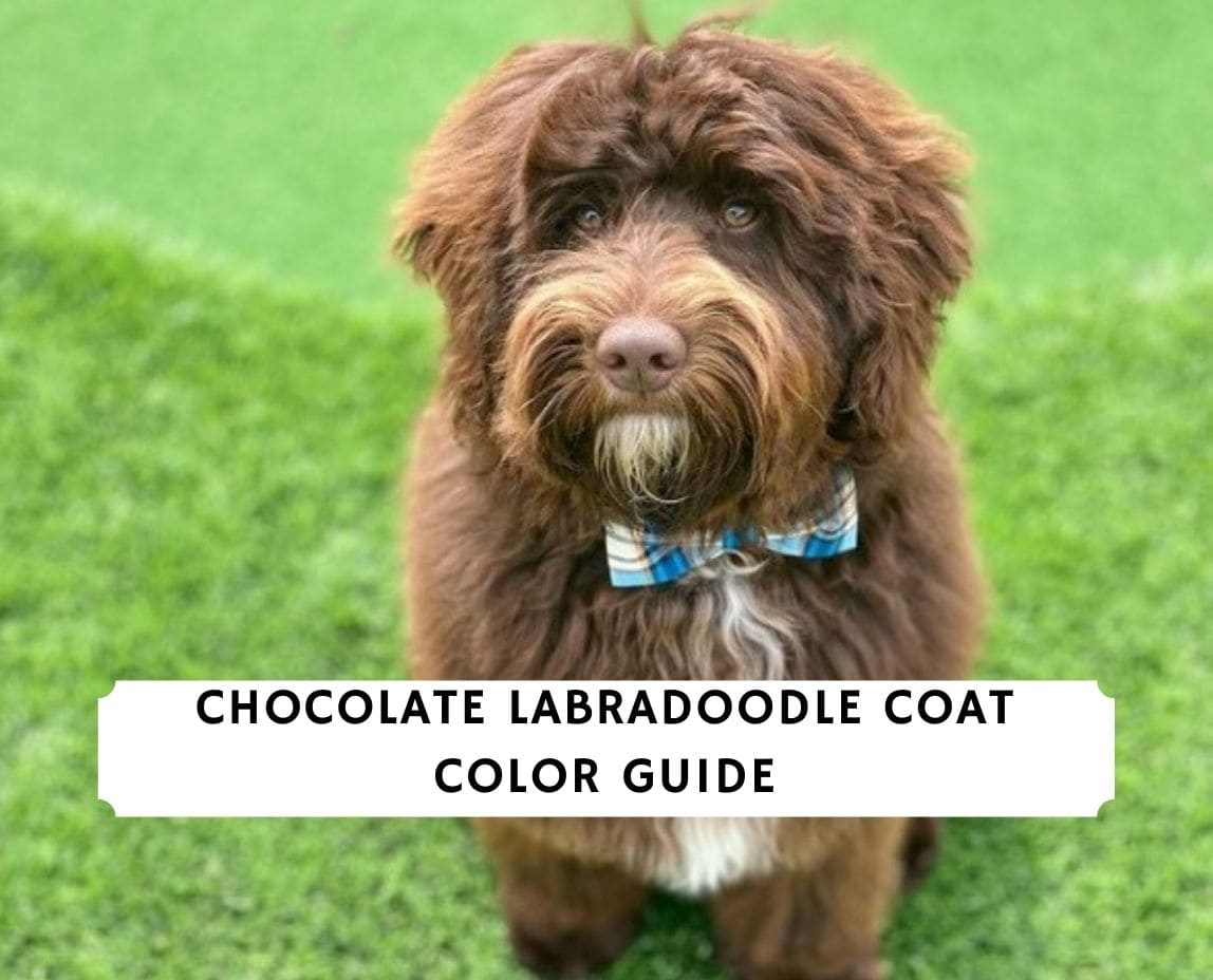 what color labradoodle is best