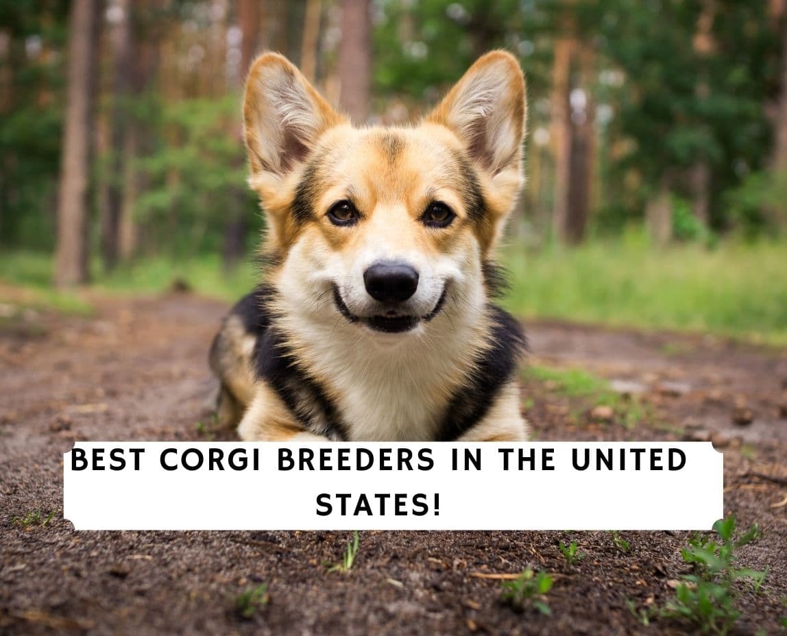 Getting to know the Pembroke Welsh Corgi - Corgis I Texas Corgi Breeder I  Harman Corgis