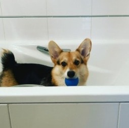 Corgi Rescues in North Carolina For Adoption