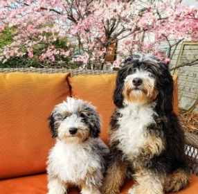 adult sheepadoodle