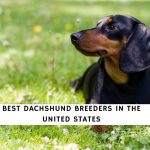 Dachshund Breeders in the US