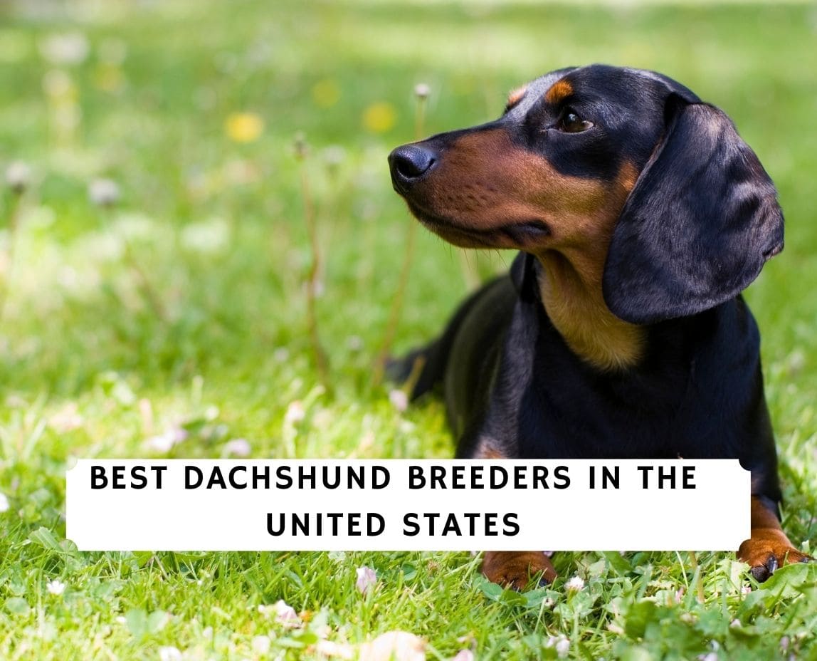 12 Best Dachshund Breeders in the USA! (2023) We Love Doodles