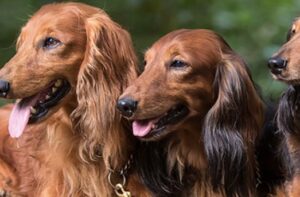 Best Dachshund Breeders In The Usa 2021 We Love Doodles