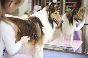 We Love Doodles groomed dog