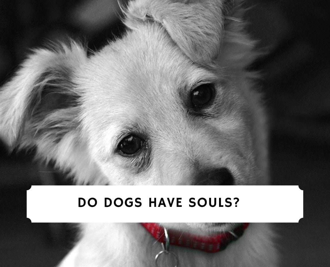 can dogs sense your soul