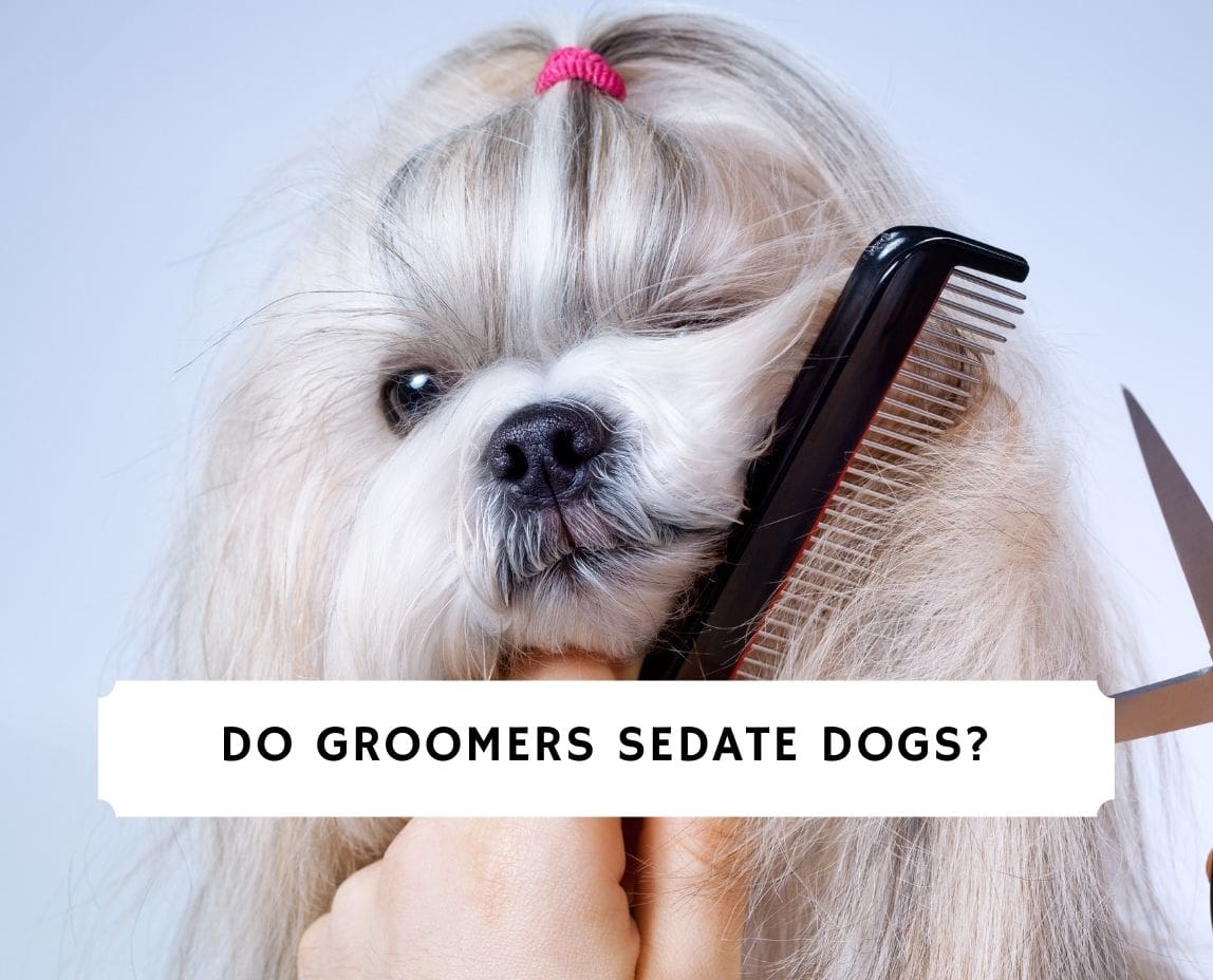 how do you sedate a dog before grooming