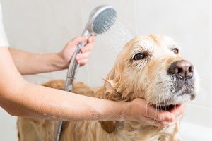 will shaving a dog get rid of fleas