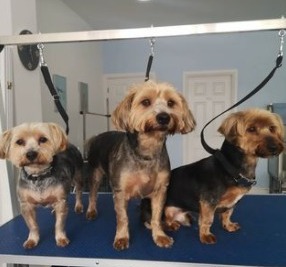 Dog Groomers in Chicago