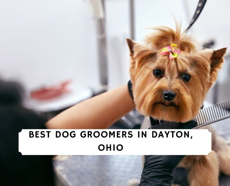 5 Best Dog Groomers in Dayton, Ohio! (2024) We Love Doodles