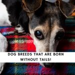 Dogs Born Without Tails