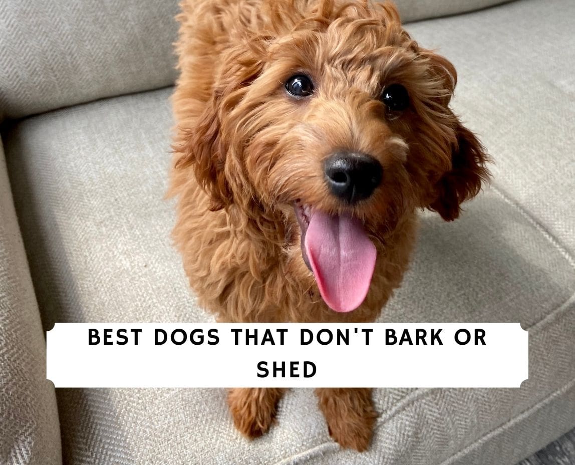 6 Best Dogs That Don T Bark Or Shed 22 We Love Doodles