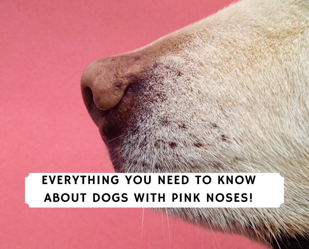 do pink dog noses turn black