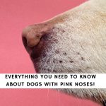 Dogs With Pink Noses