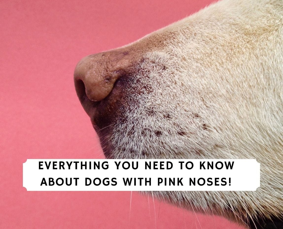 why is my dogs nose turning pink