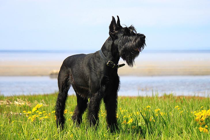 GIANT SCHNAUZER