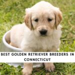 Golden Retriever Breeders in Connecticut
