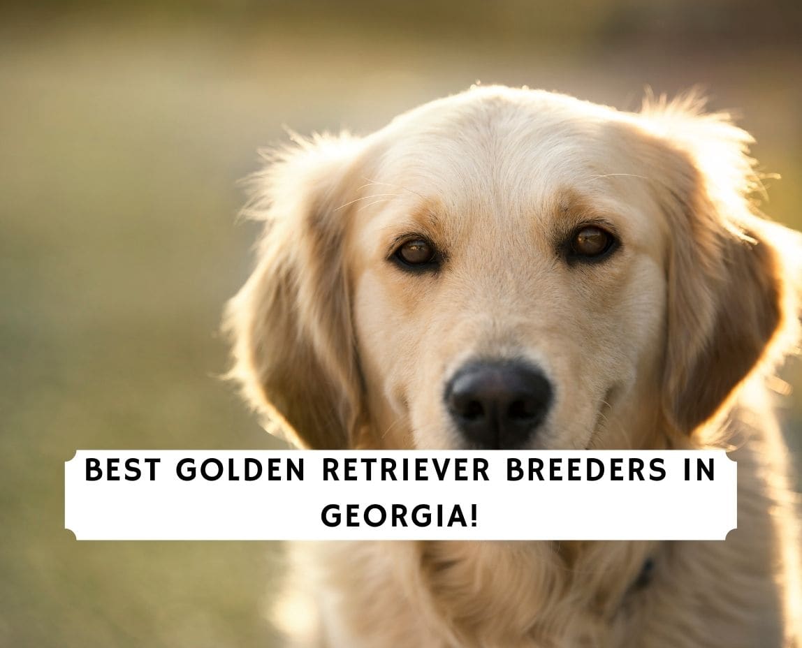 5 Best Golden Retriever Breeders in Georgia! (2023) - We Love Doodles