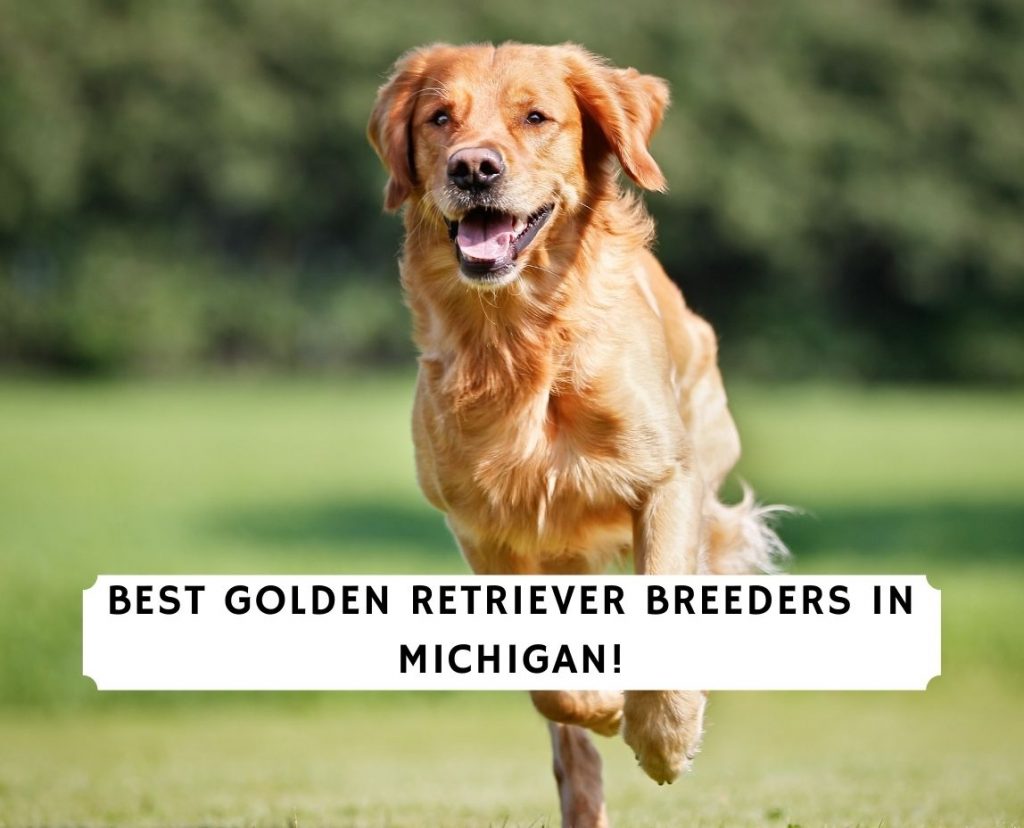 5 Best Golden Retriever Breeders In Michigan 2021 We Love Doodles